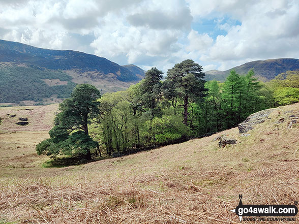 Walk c256 Grasmoor Ridge and Whiteless Pike from Lanthwaite Green - Clump of trees on Rannerdale Knotts