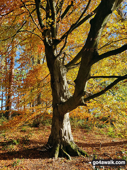 Photo of Autumn views from Chirk Castle in The Clwydian Hills, Wrexham, Wales by Marc Davidson (4)