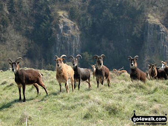 Walk so110 Beacon Batch from Cheddar Gorge - Goats in Cheddar Gorge