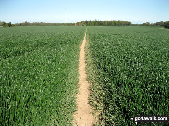 Walk nf127 Mucklefield Plantation from Worstead - Field Path near Worstead