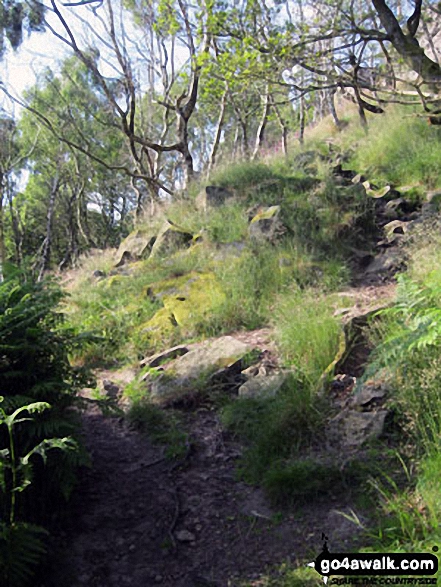 Walk d139 Froggatt Edge, Curbar Edge, The Derwent Valley and Grindleford from Hay Wood, Longshaw - Woodland below Froggatt Edge