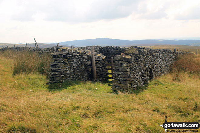 Walk ch252 Three Shires Head and Cheeks Hill from The Cat and Fiddle - Sheep Fold on Cheeks Hill  - the highest point in Staffordshire