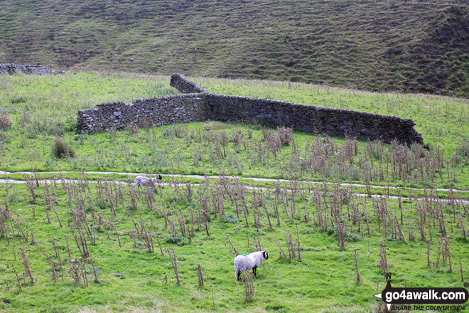 Walk ch252 Three Shires Head and Cheeks Hill from The Cat and Fiddle - Y shaped section of dry stone wall near Orchard Farm