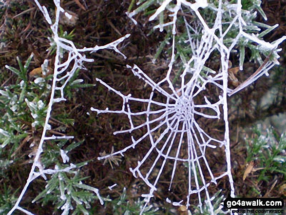 Spiders Web with Hoarfrost on Lindley Moor 