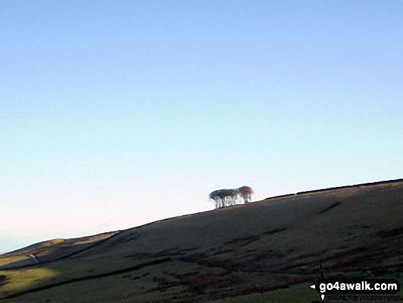 Walk du104 Elephant Trees from Wolsingham - The Elephant Trees from White Kirkley