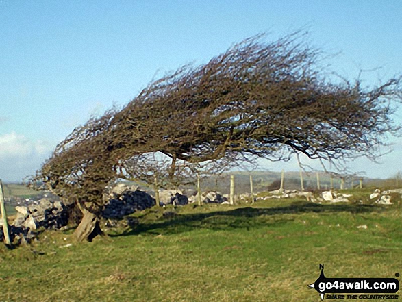 Hawthorn on Humphrey Head, Morecambe Bay 