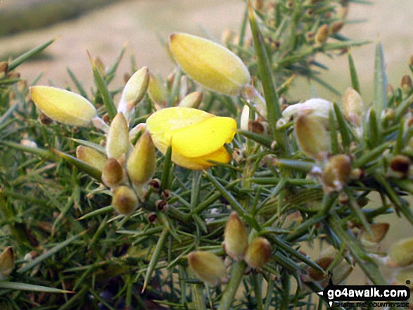 Gorse flowering on Scout Scar (Barrowfield)