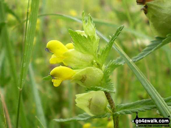 Walk du137 Hannah's Meadow and Goldsborough from Balderhead Reservoir - Yellow Rattle in Hannah's Meadow, Baldersdale