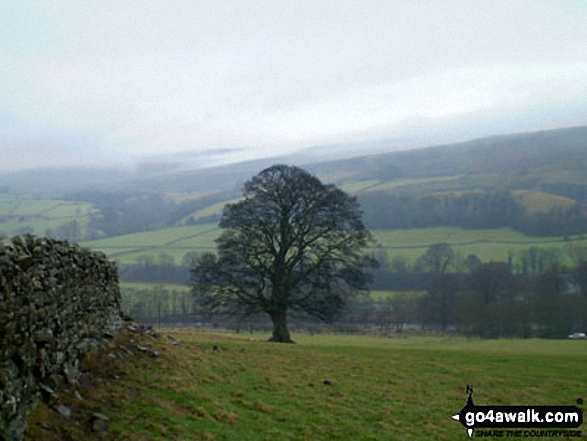 Walk du104 Elephant Trees from Wolsingham - Weardale