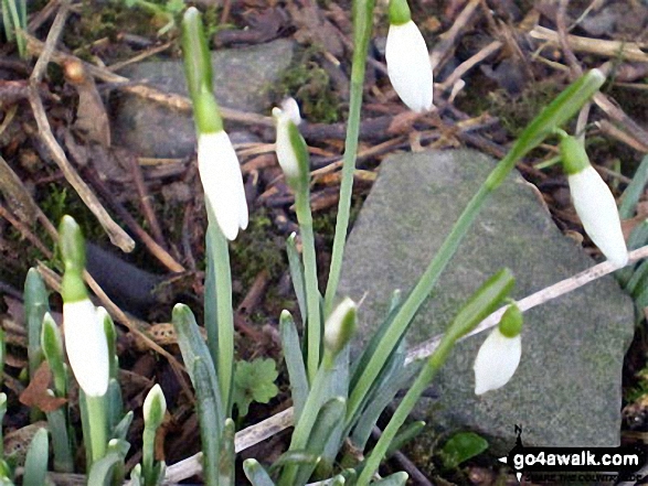 Walk c173 Easedale Tarn from Grasmere - Snowdrops emerging in Grasmere - spring is on the way!