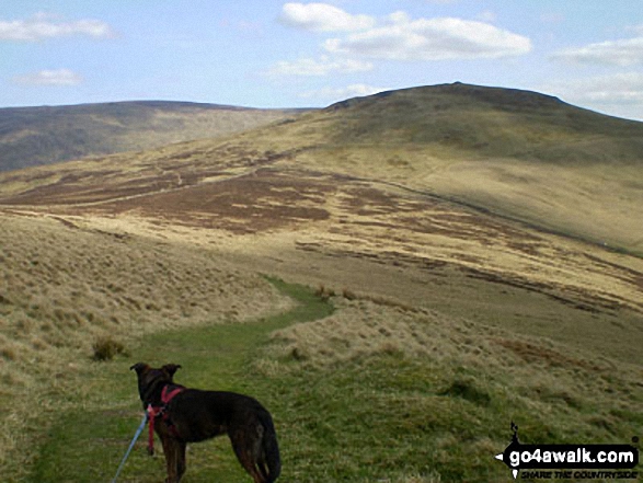 Walk n200 The Schil from Hethpool - The Schil from the Pennine Way at Black Hag (Hethpool)