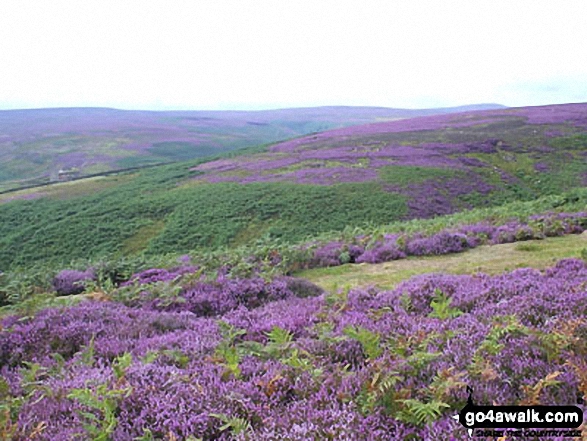 Flowering Heather on Edmundbyers Common 