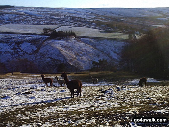 Stretchneck Sheep on The Dodd