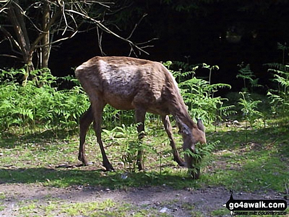 Deer on Bainloch Hill 