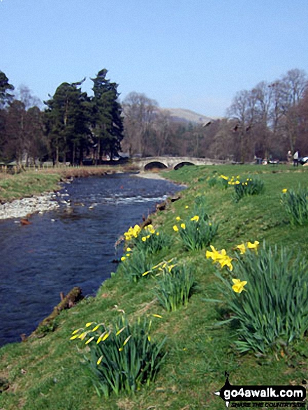 Walk dg104 Whita Hill from Langholm - Daffodils on the banks of Ewes Water