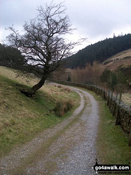 Walk l112 Pendle Hill via Boar Clough from Barley - Lone tree on the access track between Lower and Upper Ogden Reservoirs