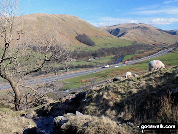 Walk c384 Grayrigg Forest from Hause Bridge - Blease Fell (left), Fell Head (Howgills) and The M6 Motorway from the stream crossing on the lower slopes of Grayrigg Forest