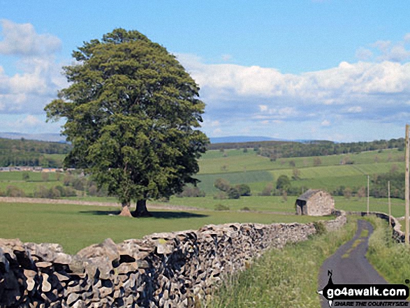 Tree and barn near Widewath Farm 