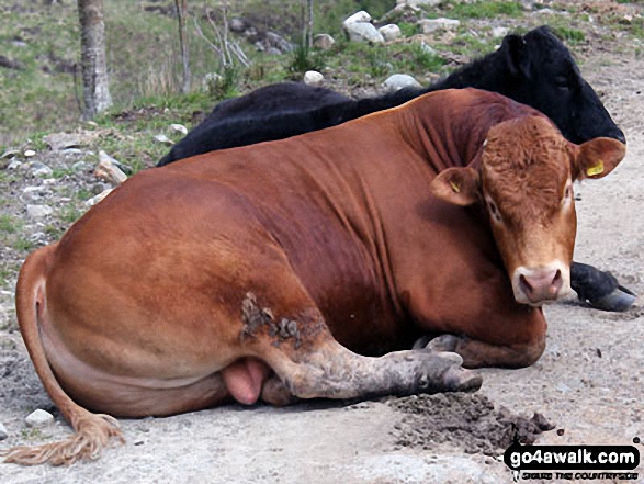 Contented Bull in Inverlochlarig Glen 