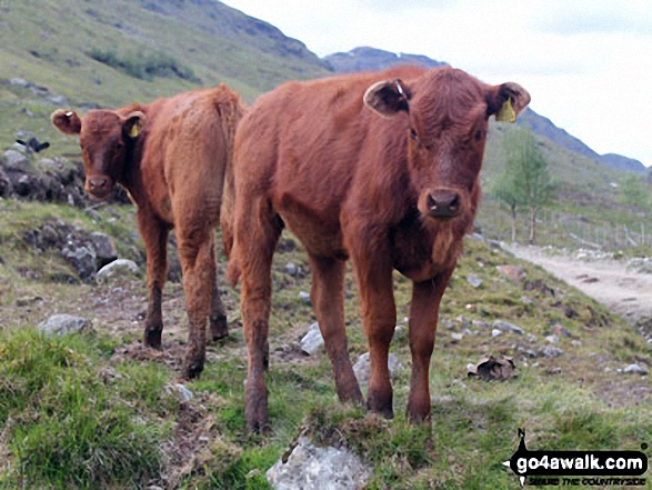 Calfs in Inverlochlarig Glen Anybody need a couple of bookends?