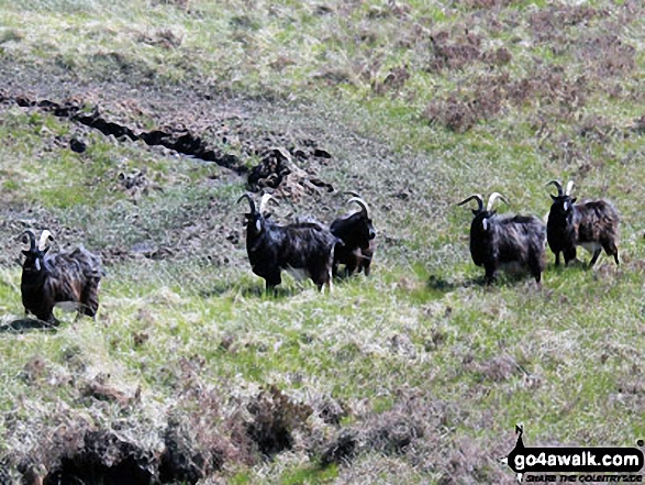 Mountain Goats above Ben Glas Burn 