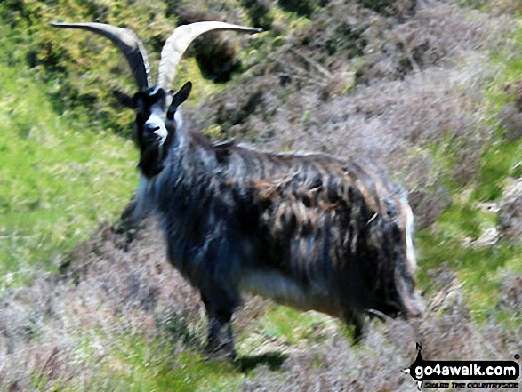 Mountain Goat above Ben Glas Burn 