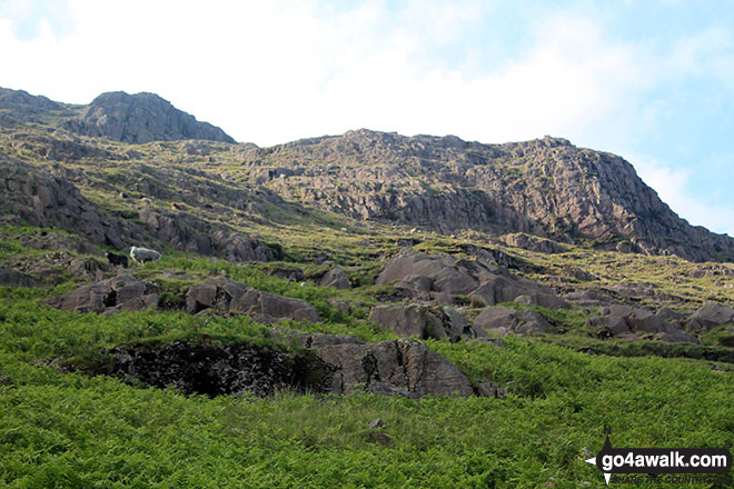 Looking back up to Black Crags (Langdale) summit cairn 