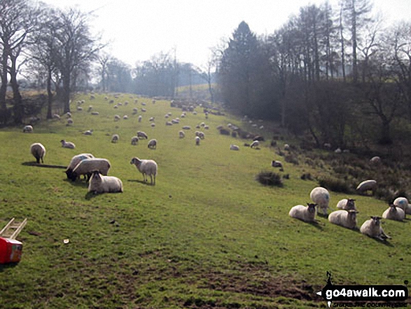 Walk s176 Gun (Staffordshire) from Meerbrook - Sheep near Turner's Pool