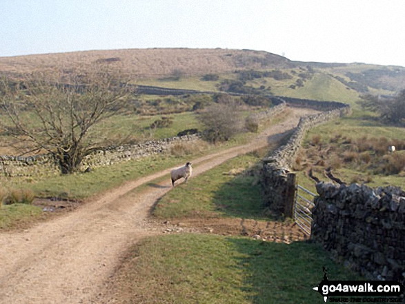 A lone sheep blocks the track above Renwick 