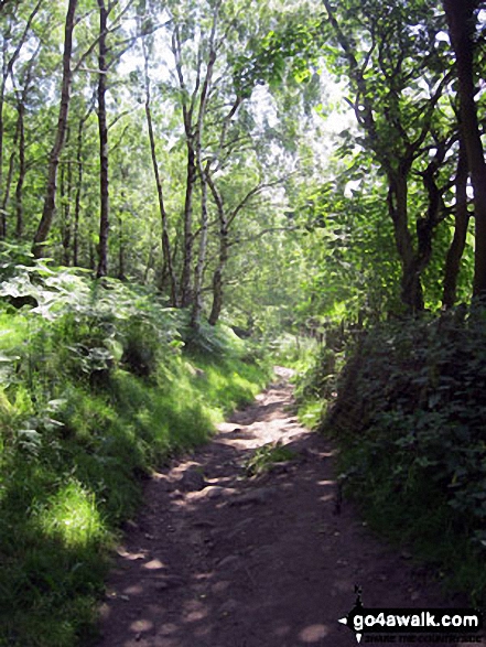 Walk d248 Baslow Edge and Birchen Edge from The Robin Hood (Baslow) - Path through woodland below Birchen Edge