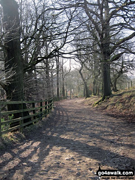 Walk l217 Lever Park, Winter Hill (Rivington Moor) and Rivington Pike from Rivington Lane - Woodland path above Rivington Cottage