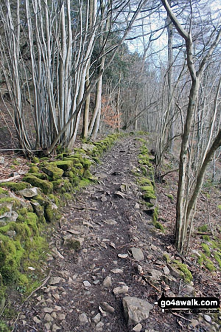 Walk c107 Lord's Seat (Whitbarrow Scar) from Witherslack Hall School - The path through Buckhouse Wood