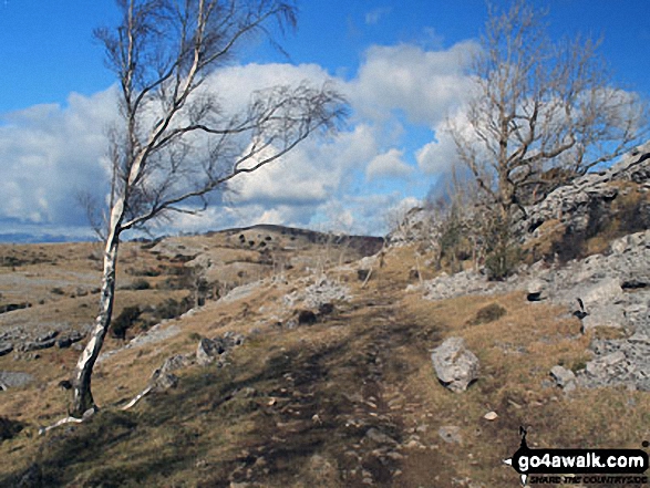 Walk c107 Lord's Seat (Whitbarrow Scar) from Witherslack Hall School - Lord's Seat (Whitbarrow Scar) from Flodder Allotment, Whitbarrow Scar