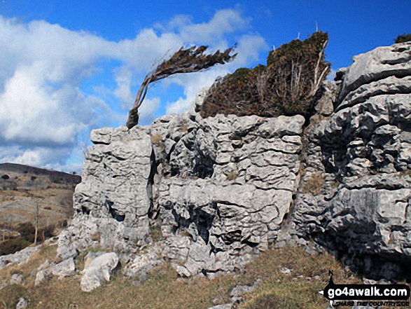 Crags on Flodder Allotment, Whitbarrow Scar 