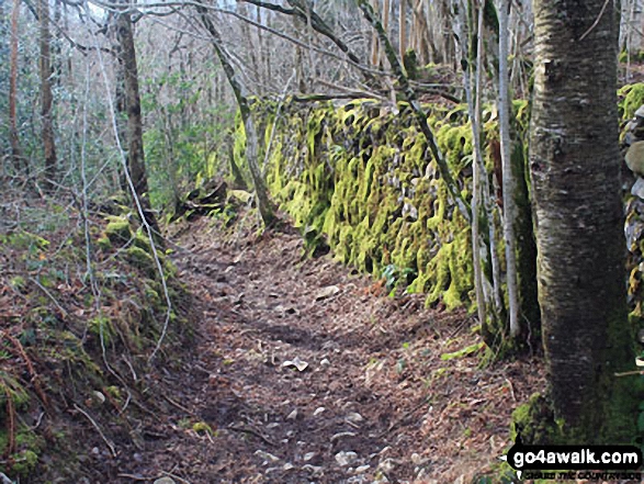 Walk c444 Lord's Seat (Whitbarrow Scar) from Mill Side - Woodland path below Bell Rake, Whitbarrow Scar