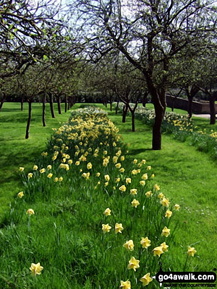 Walk gl174 Chastleton House and Cornwell from Adlestrop - Daffodils in Cornwell