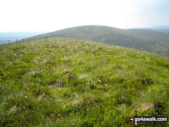 Walk gw120 The Western Berwyns from Hirnant Pass - The unmarked grassy summit of Trum y Gwrgedd