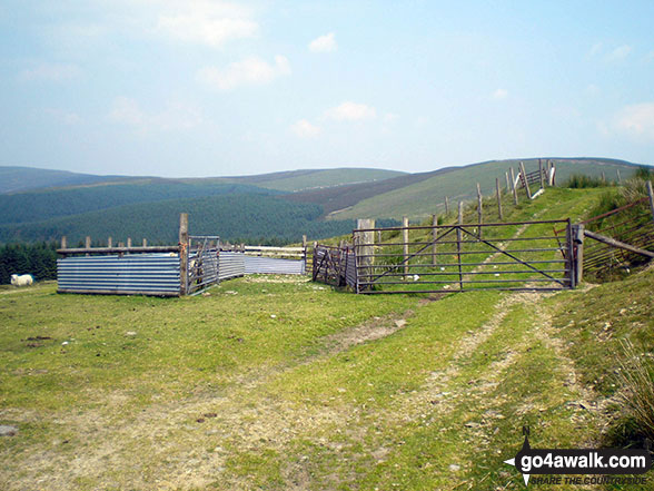 Another sheepfold on Pen y Boncyn Trefeilw 