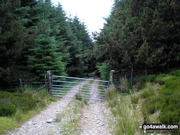 Heading back into Pennllyn Forest 