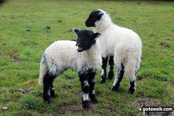 Walk c493 St Johns Hill and Caermote Hill from Bothel - Lambing time on Borrowscale