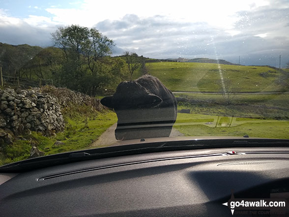 A large and very stubborn Bull standing in the middle of the leading road down from Llynnau Cregennen It wouldn't move despite being gently nudged by the car. After much hesitation, a short blast on the horn did the trick.