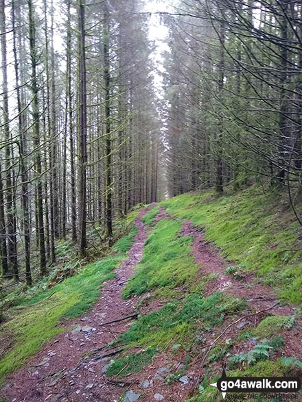 Walk gw113 Waun-oer and Cribin Fawr from Bryn Coedwig, Aberllefenni - The path up to Mynydd Ceiswyn through Ffridd Newydd from Cwm Ratgoed