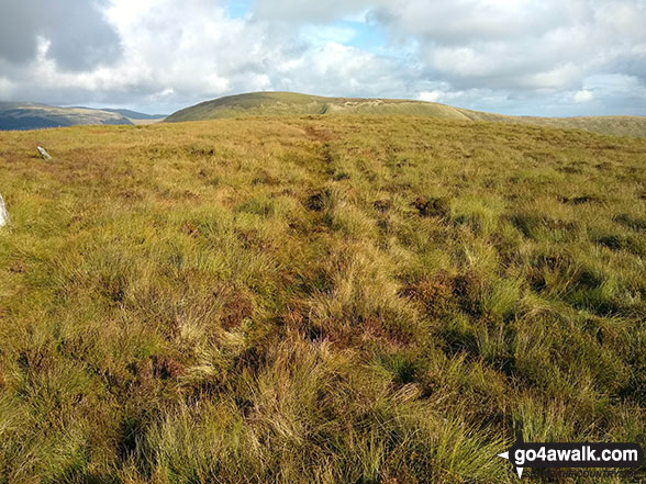 Walk gw113 Waun-oer and Cribin Fawr from Bryn Coedwig, Aberllefenni - The grassy summit of Craig Portas