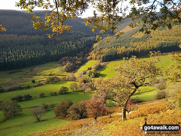 Walk gw167 Waun-oer, Cribin Fawr and Maesglase from Bryn Coedwig, Aberllefenni - Cwm Ratgoed from the lower slopes of Mynydd Dolgoed