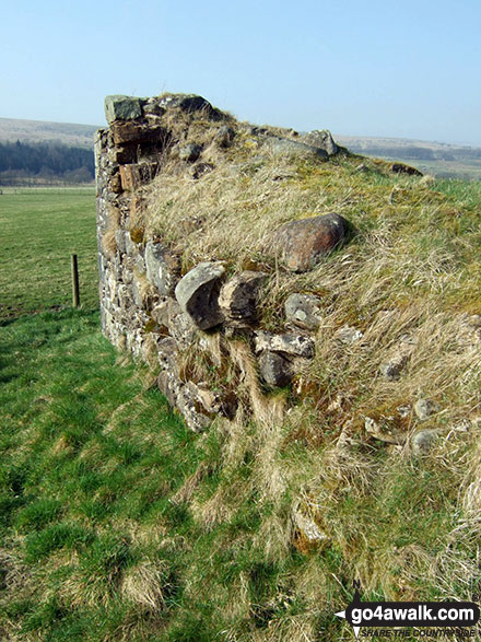 Walk bo106 Carby Hill (Caerba Hill) from Newcastleton - What's left of Mangerton Tower near Newcastleton or Copshaw Holm