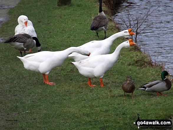 Walk wy147 Heptonstall Moor and The Rochdale Canal from Hebden bridge - The Rochdale Canal, Todmorden