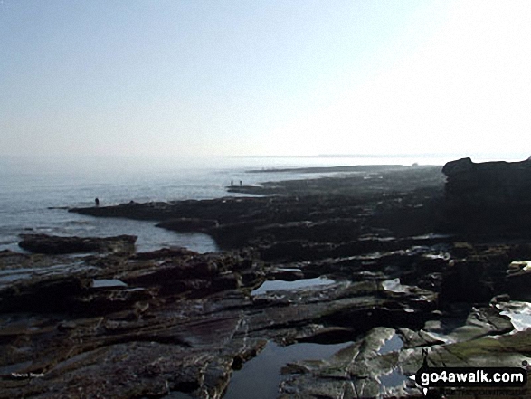 Walk n168 Cullernose Point from Craster - Howick Beach near Craster