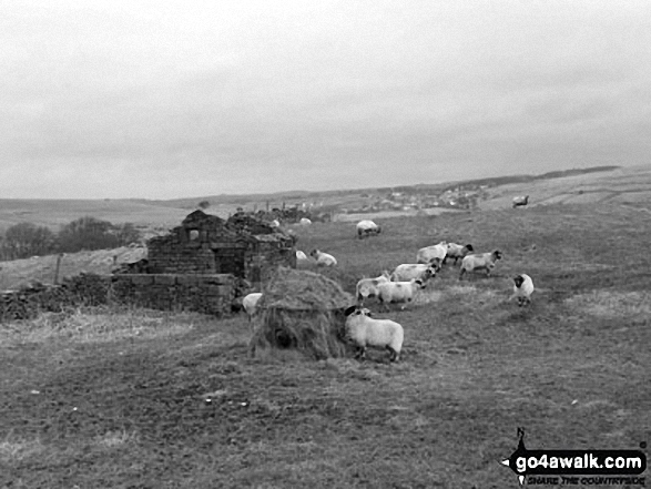 Heading towards Heald Moor from Thieveley Pike