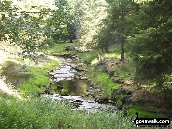 Walk d271 Winhill Pike (Win Hill) from Yorkshire Bridge - Woodland above Ladybower Reservoir