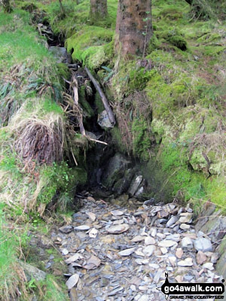 Forest detail in Cwm Penamnen 